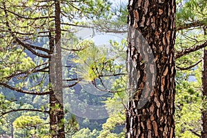 Regrowth through burnt bark and forest fires of the Canary Island Pine tree pinus canariensis in Mirador de la Cumbrecita, La