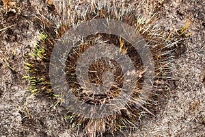 Regrowth after bushfire