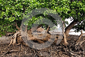 Regrowth of a fallen coastal tree