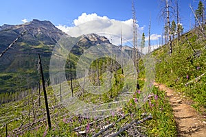 Regrowth after a fire on a mountain slope