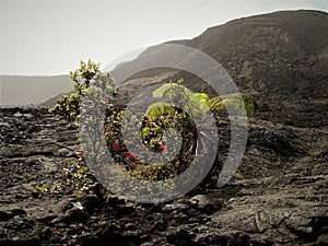 Regrowth from the flow, trees and ferns growing out of lava