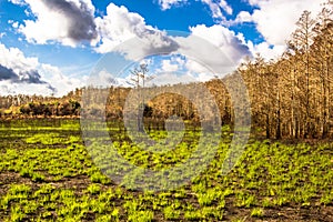Regrowth forest after fire