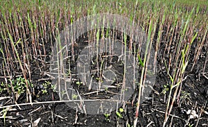 Regrowth of reeds after complete burning