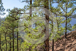 Regrowth through scorched tree bark of the Canary Island Pine tree Pinus canariensis at La Cumbrecita, La Palma, Canary Islands