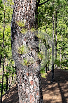 Regrowth through scorched tree bark of the Canary Island Pine tree Pinus canariensis at La Cumbrecita, La Palma, Canary Islands