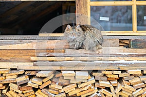 Regular cat sitting on a pile of woods at a mountain cabin