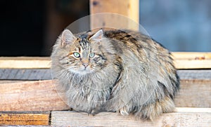 Regular cat sitting on a pile of woods at a mountain cabin