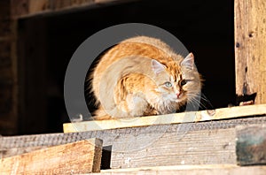 Regular cat sitting on a pile of woods at a mountain cabin