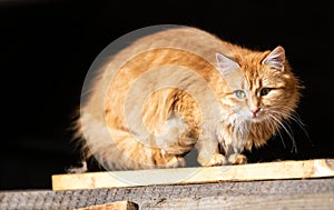 Regular cat sitting on a pile of woods at a mountain cabin