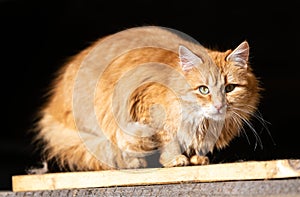 Regular cat sitting on a pile of woods at a mountain cabin