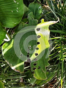Circle formation on a leaf caused by leafworms