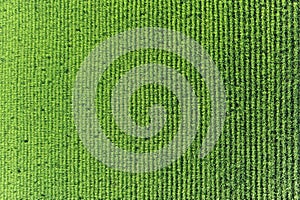 Regular geometrical pattern of lush green rice fields and rice paddies in Japan in summer