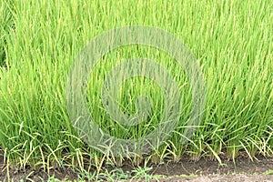 Regular geometrical pattern of lush green rice fields and rice paddies in Japan in summer