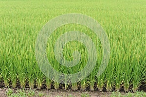 Regular geometrical pattern of lush green rice fields and rice paddies in Japan in summer