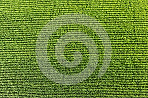 Regular geometrical pattern of lush green rice fields and rice paddies in Japan in summer