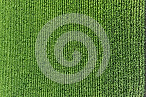 Regular geometrical pattern of lush green rice fields and rice paddies in Japan in summer