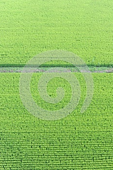 Regular geometrical pattern of lush green rice fields and rice paddies in Japan in summer