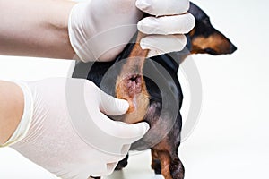 Regular procedure prophylactic cleaning the paranal glands in the dog veterinarian in the clinic