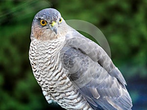 Sparrowhawk in the garden photo