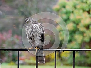 Sparrowhawk in the garden photo