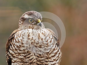 Sparrowhawk in the garden photo