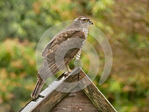 Sparrowhawk in the garden photo