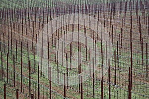 Regularity of culumne on vineyard, Zahorie region in Slovakia