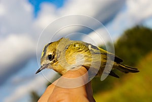 Regulus ( Goldcrest)