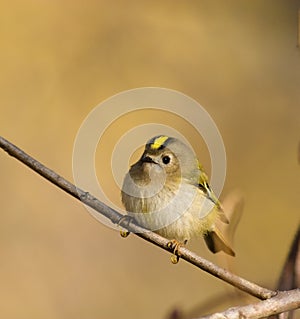 Regulus regulus, Goldcrest