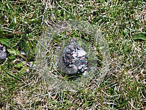 A regurgitated pellet of indigestible shell and other fragments left by a sea bird on the coastal cliffs north of Collaster, Unst