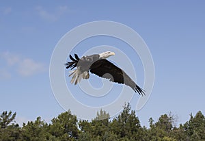 Rehabilitated Eagle takes Flight