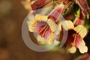 Rehmannia glutinosa flowers