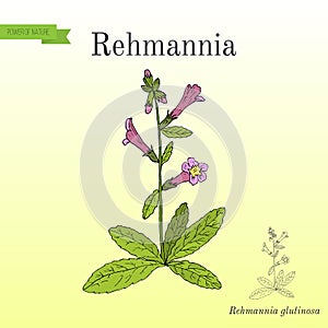 Rehmannia glutinosa, herb of traditional Chinese medicine