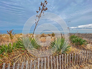 Rehoboth Beach Sand Dunes