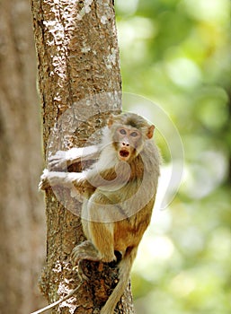 Rehsus Macaque making faces