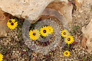 Reichardia Tingitana flowers