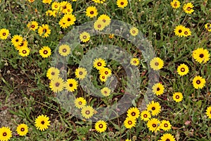 Reichardia Tingitana flowers