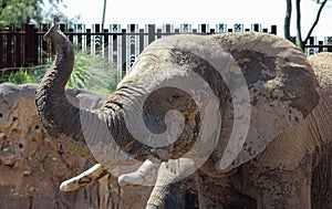 A Reid Park Zoo Elephant, Tucson, Arizona