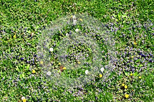 Reidential Lawn and Dandelions