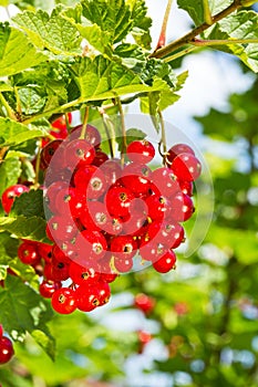 Reife Johannisbeeren, Bayern, Deutschland