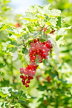 Reife Johannisbeeren, Bayern, Deutschland