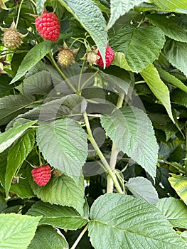 Reife rote Erdbeeren oder Erdbeeren auf einem Busch auf einer Plantage photo