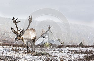 Rein deer in a snow in northern Mongolia photo