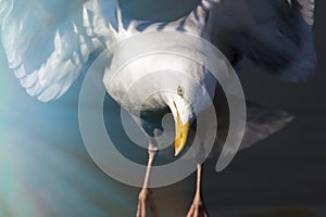 Reincarnation. Spiritual wildlife image of a white bird in the l