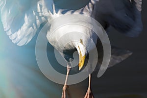 Reincarnation. Spiritual wildlife image of a white bird in the l photo