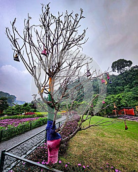 Reincarnation Tree in The Great Asia-Africa Park