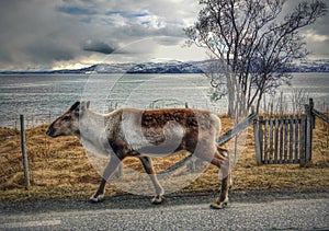 Reindear in the arctic photo
