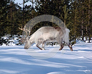 Reindeer-10