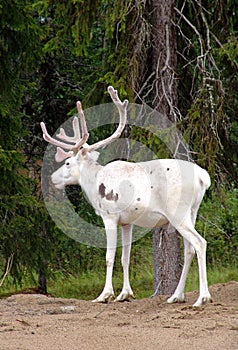 Reindeer