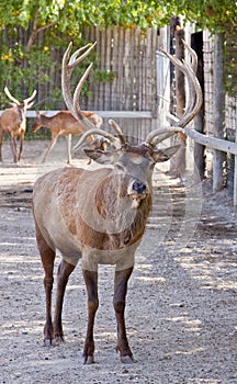 Reindeer